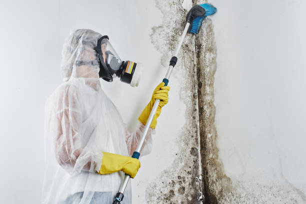 Best Attic Mold Removal  in Lighthouse Point, FL